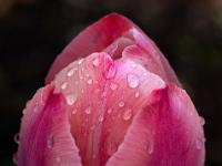 Regentropfen auf rosa Tulpe